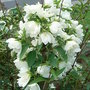 Philadelphus