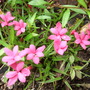 Rhodohypoxis