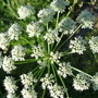 Anthriscus sylvestris (Anthriscus sylvestris (Cow parsley))