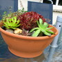 Sempervivum tectorum