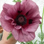 Papaver orientale "Patty's Plum"