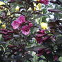 Weigela florida