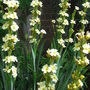 Sisyrinchium striatum