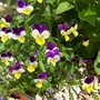 Garden_pictures_004