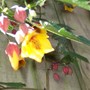 Abutilon (Abutilon)