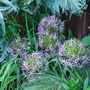 Allium_Christophii.jpg (Allium christophii)