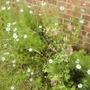 Love in a Mist (Nigella) & Columbine (Aqualegia) 06.08 (Nigella damascena)