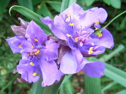 Tradescantia - 2 (Tradescantia Andersoniana Group)