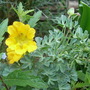 Tropaeolum polyphyllum