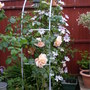 Garden_002