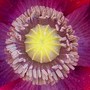 Papaver commutatum