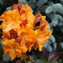 Azalea (picea Koster)