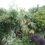 Trachycarpus