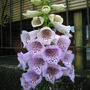 Foxglove, Digitalis (Digitalis)