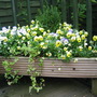Violas