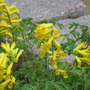 corydalis lutea (corydalis lutea)