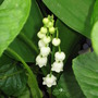 lily of the valley (Convallaria majalis (Lily of the valley))