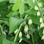 Solomon's seal (Polygonatum Commutatum (Solomon's Seal))