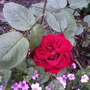 Black_p