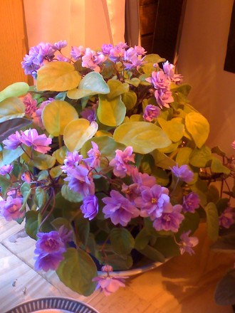 About full blooming 