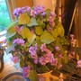 Mini_vlt_full_060408