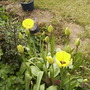 Triumph Mixed Tulips 04.08 (Tulipa)