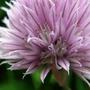 chives (Allium schoenoprasum)