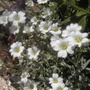 Cerastium_tomentosum