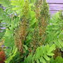 Osmunda