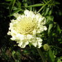 Scabiosa africana