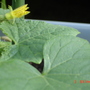 Dsc00606