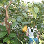 Citrus Medica