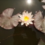 Nymphaea odorata