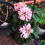 DSC01620.jpg (Justica carnea)