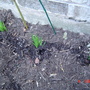 DSC01606.jpg (Liatris spicata (Gayfeather))