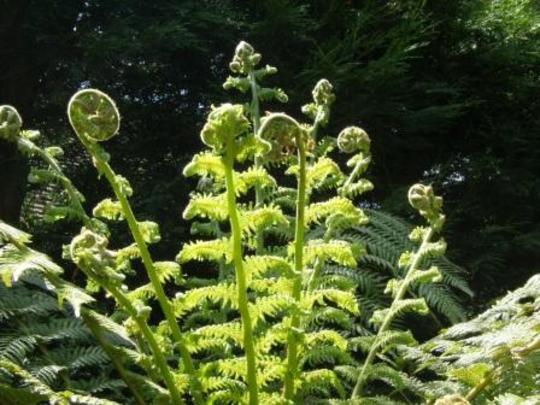 Tree fern fronds (Dicksonia antarctica (Soft tree fern))
