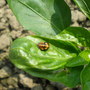 Garden_patio_006