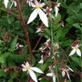 Saxifraga stellaris