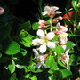 Escallonia Apple Blossom (Escallonia)