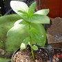 Zinnia elegans (Zinnia)