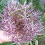 Allium1