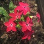 Nicotiana