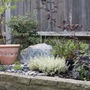 A garden flower photo