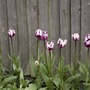 A garden flower photo