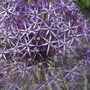 A garden flower photo