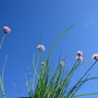 Blooming Chives