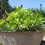 aeonium arboreum (aeonium arboreum)