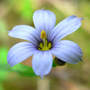 Sisyrinchium