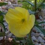 Evening Primrose (Oenothera biennis)