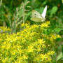 Sedum